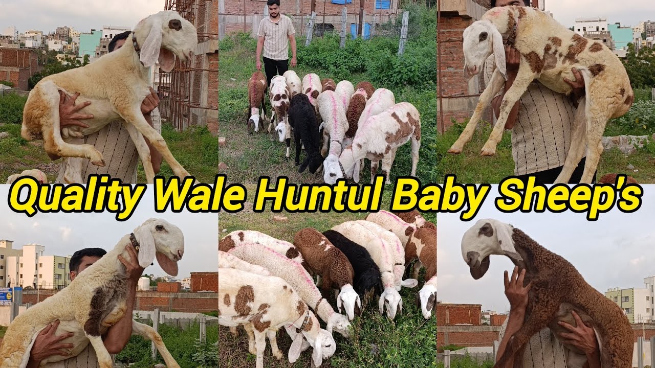 Quality wale huntul Sheep's ka lot available at In Sha Allah Goat Farm Hyderabad 