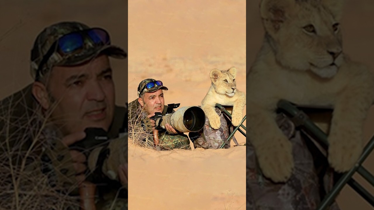 Lion Surprised the photographer from behind when he was taking pictures of a Lion pride