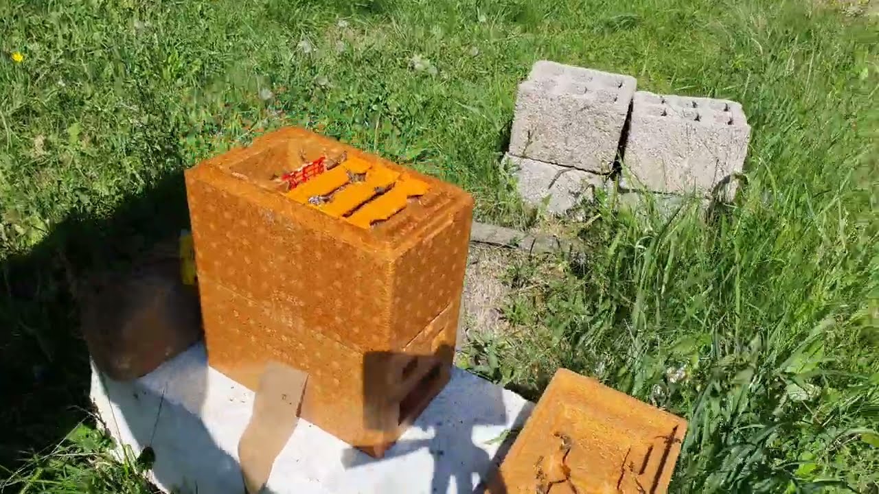 La stupina din pădure- pregătim material biologic pentru roi. APIDEEA cu cat.