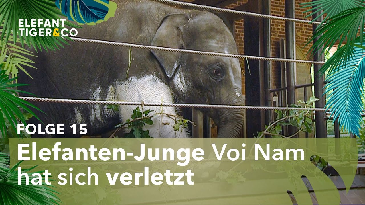 Sorge um Voi Nam (Folge 15) | Elefant, Tiger & Co. | MDR