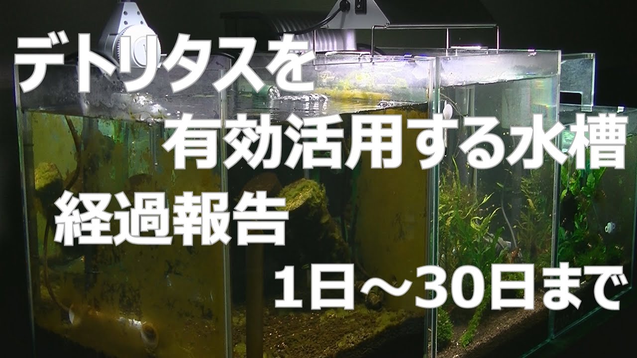 デトリタスを有効活用する水槽 経過報告 01　#26【レッドビーシュリンプ】