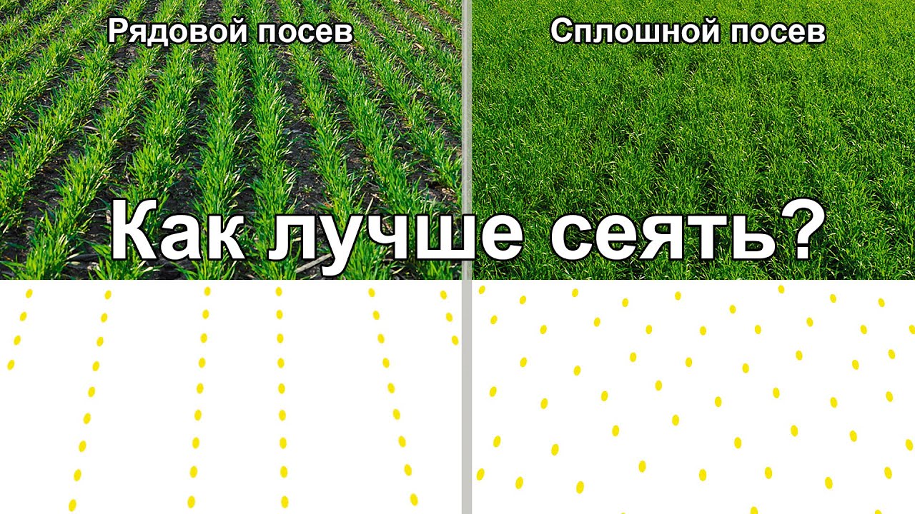 Откуда на сплошном посеве появляется ПРИБАВКА К УРОЖАЮ? Сравнение рядового и сплошного посева.