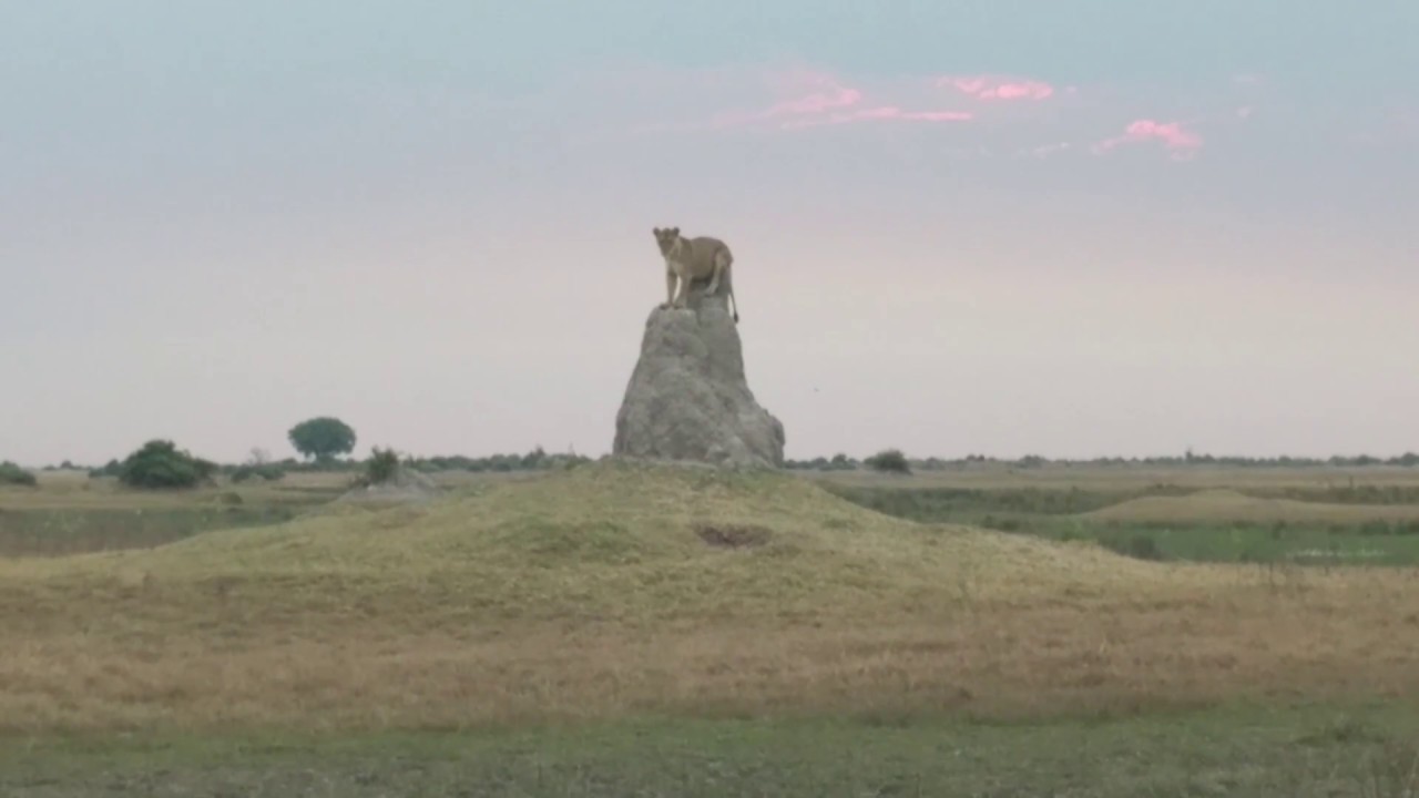 Duba Plains Concession, Botswana - Lion on termite mound 2018 Sep. 07