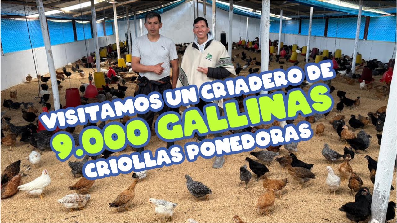 9,000 gallinas criollas ponedoras | YeiGuerraM