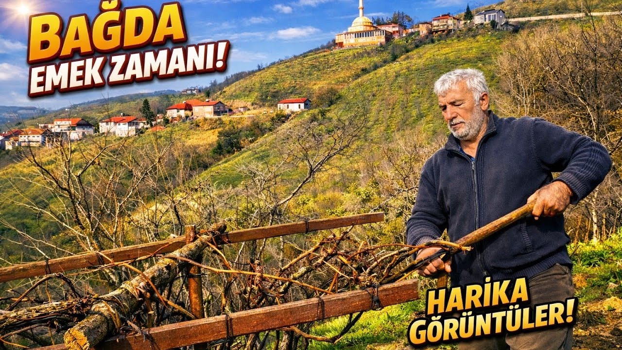 ​🍇 BEREKETİN SIRRI BURADA! Kara Üzüm Asması Budama