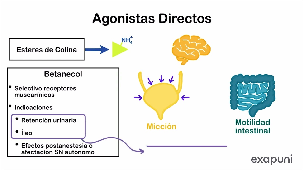 Agonistas Colinérgicos (Muscarínicos) Directos: Metacolina, Betanecol y Pilocarpina