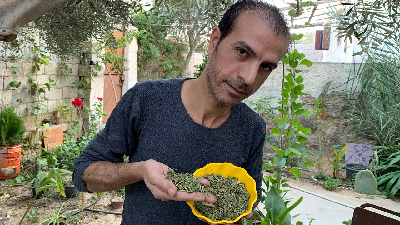 فوائد عشبة الهندباء البرية ، من أهم النباتات والاعشاب الطبية عالميًا ، ريفريش كامل للدماغ والجسد