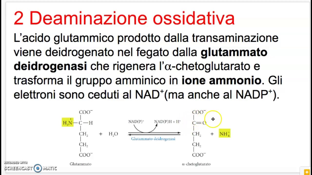 Il metabolismo degli amminoacidi