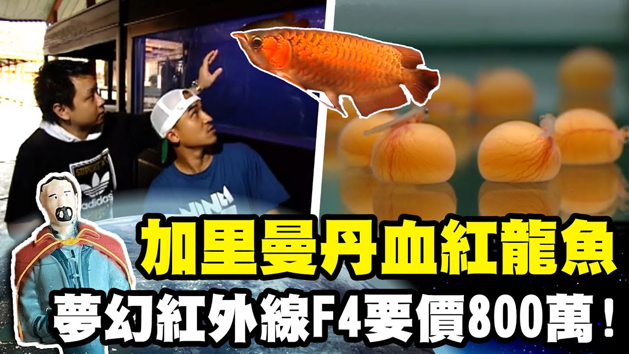 【印尼】加里曼丹珍貴血紅龍魚 夢幻紅外線F4要價800萬!｜《世界第一等》60集濃縮精華版