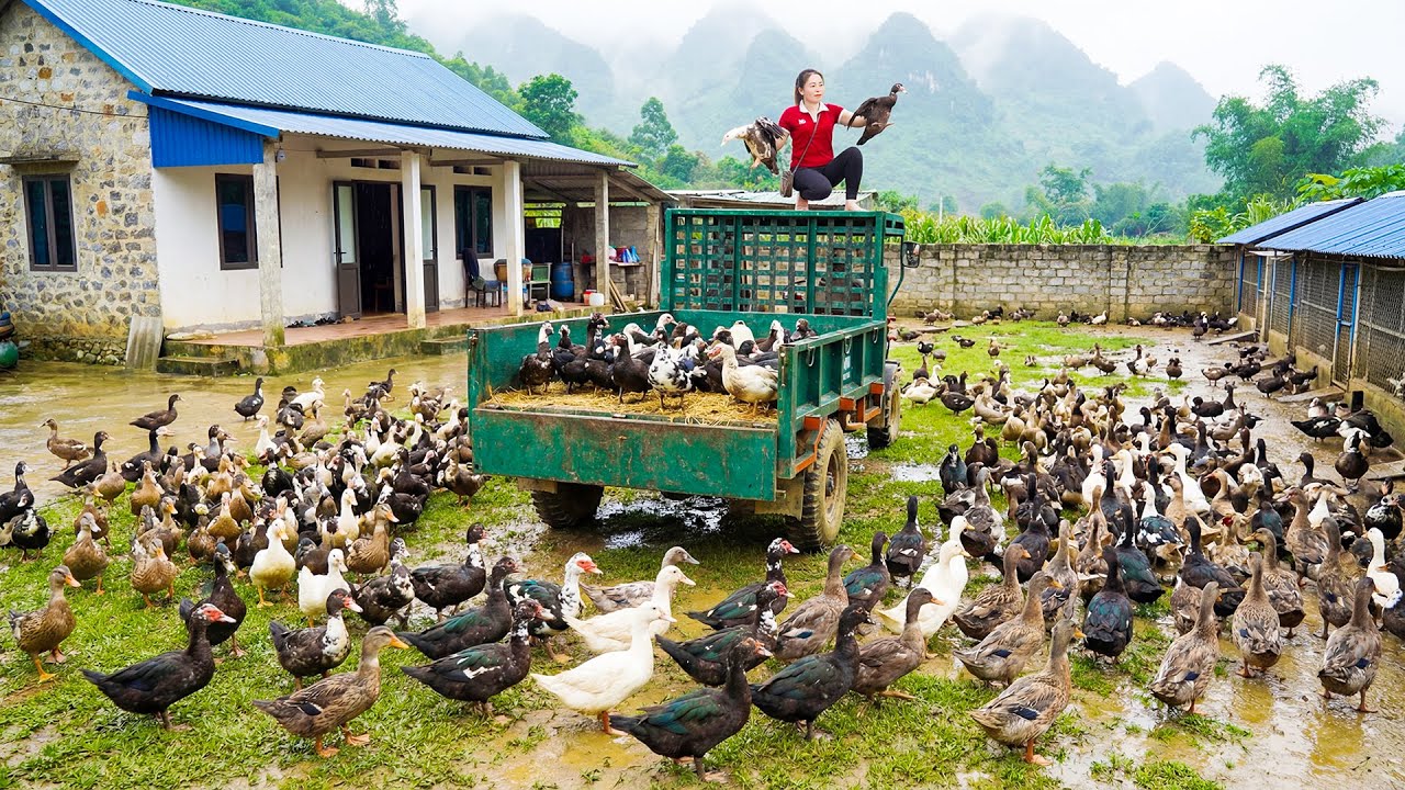 Selling Lots Of Duck After 200 Days Of Raising - Use Truck Transport Many Duck Go To Sell