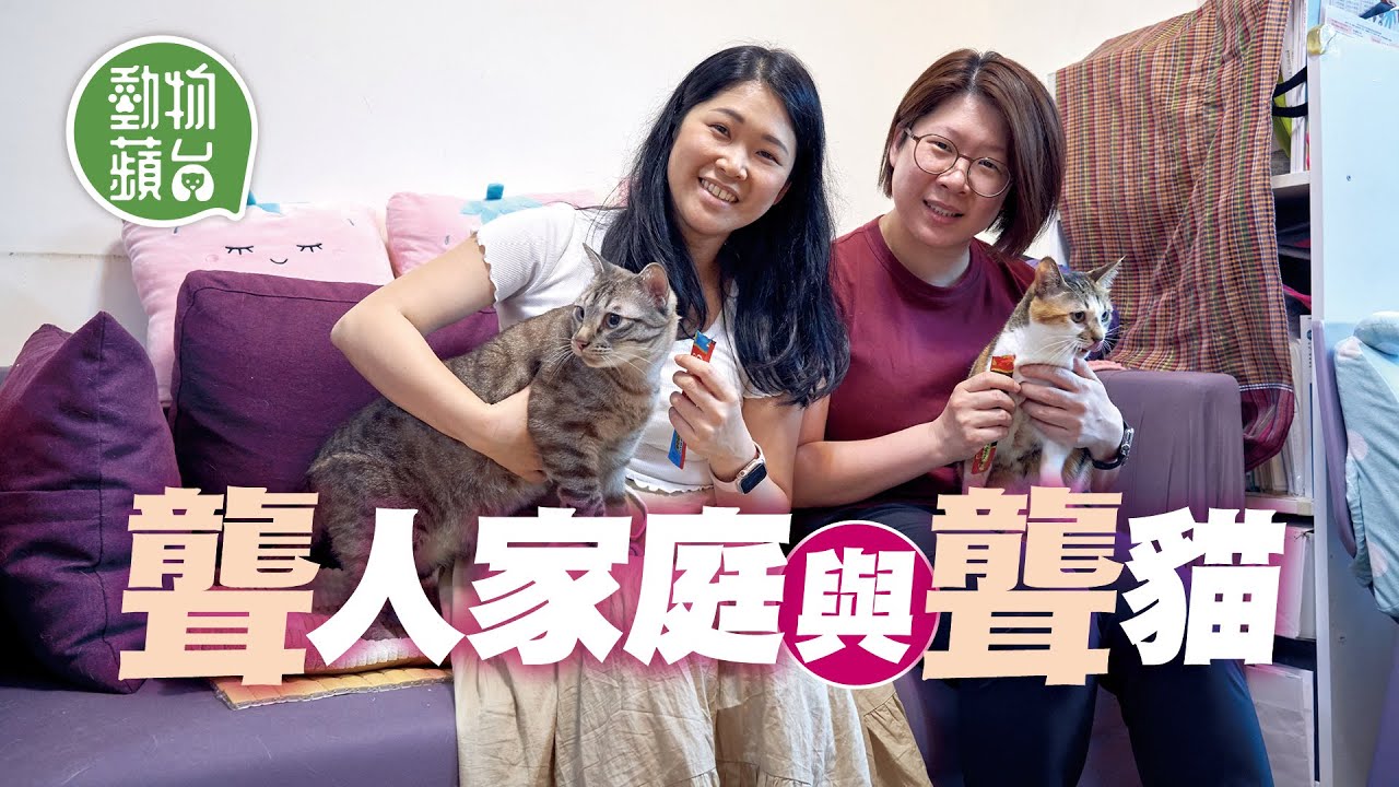 聾人家庭領養6隻貓貓 識睇手語幫手睇水滾解救受困主人 意外收養1隻聾貓 學懂聾不是缺陷 #動物蘋台─果籽 香港 Apple Daily─原刊日期：20210430
