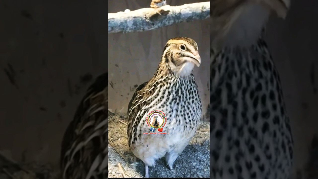 female quail sound // #batair #quail #youtubeshorts #viralshort