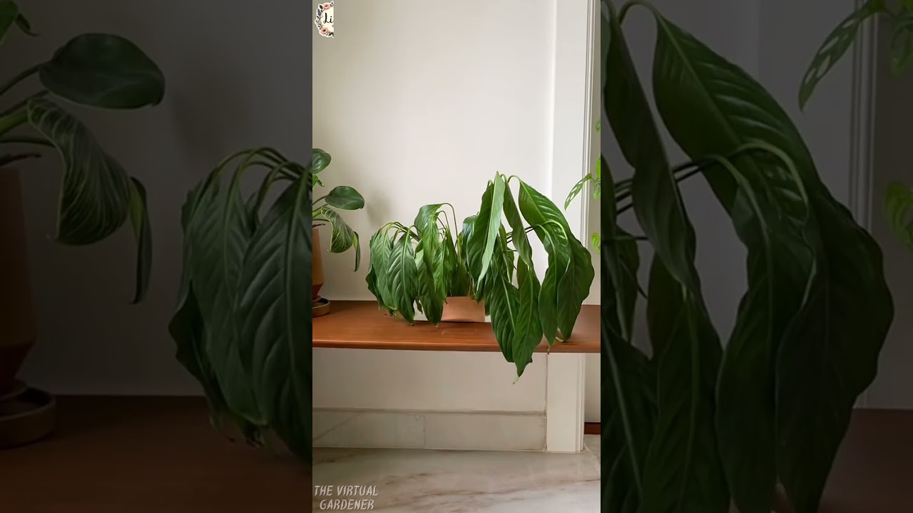 how to revive a dying plant