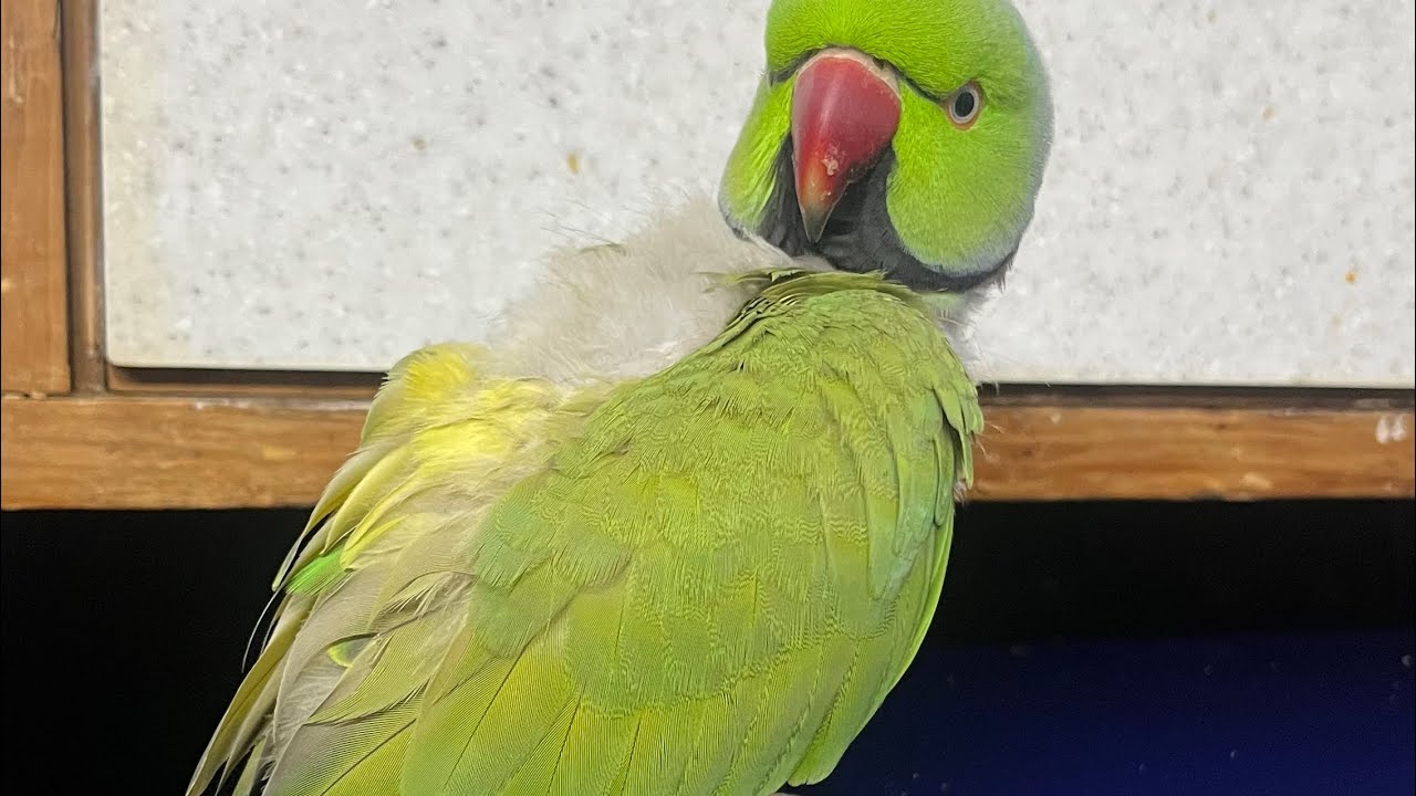 Punjabi Parrot 🦜 is live!