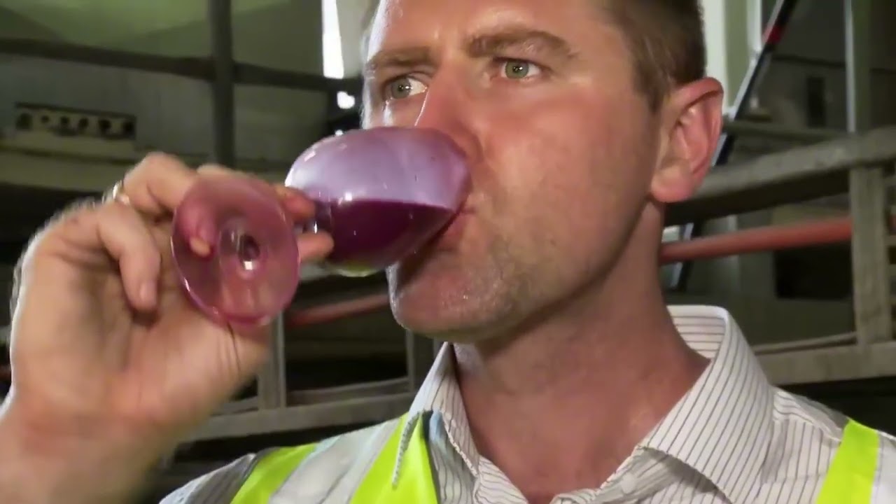 Como o VINHO é FEITO? 🍇 | O PROCESSO que NINGUÉM te mostra, do VINHEDO à GARRAFA