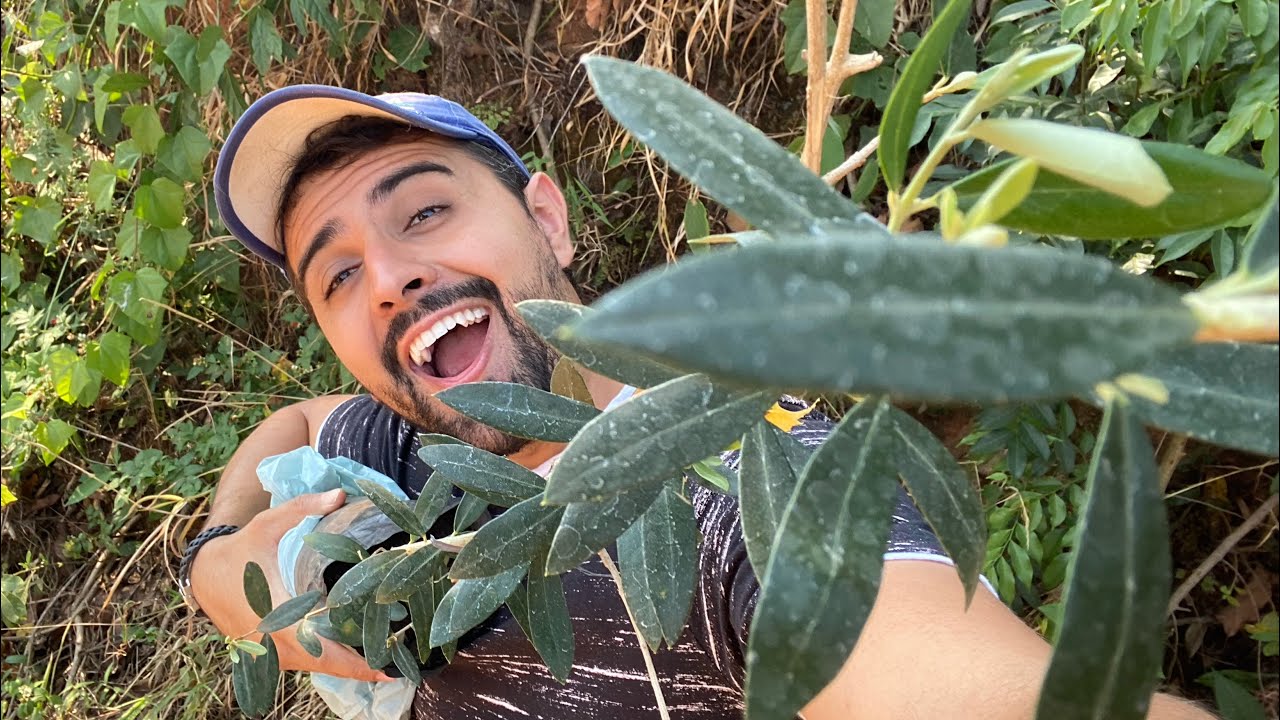 🍃 DEU UM VENDAVAL NO SÍTIO - PLANTANDO OLIVEIRA E SAMAMBAIA - IRRIGANDO OS PÉS DE LIMÃO | GUTIZGRILO
