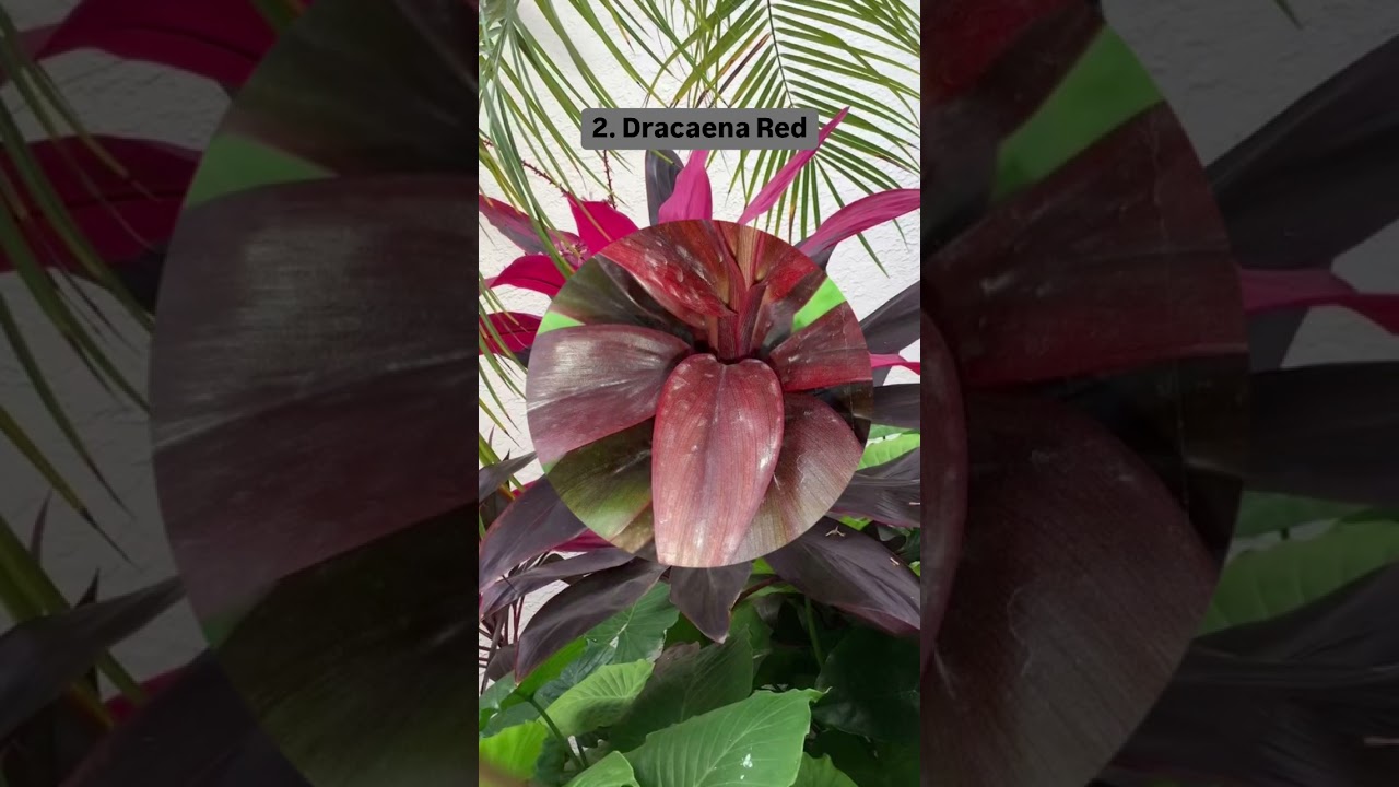 Different Types Of Dracaena plant Varieties for Indoor and Outdoor