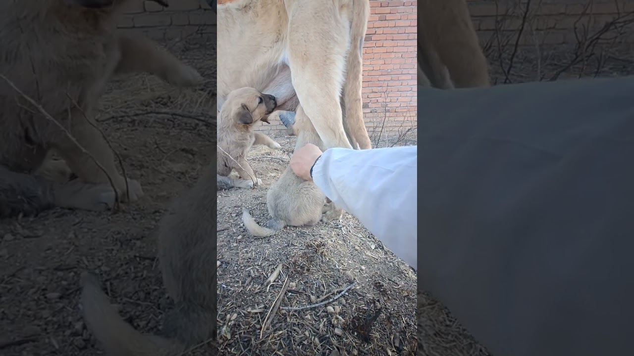 Adorable Litter Drinking Milk | Heartwarming Puppy Feeding