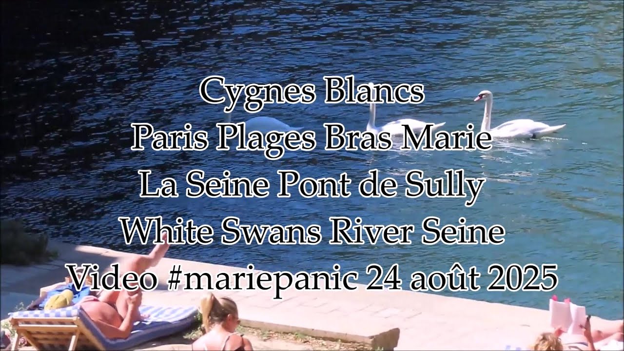 Cygnes Blancs Pont de Sully La Seine Paris 24 août 2025 No.2 #cygne #swan #paris #seine #nature