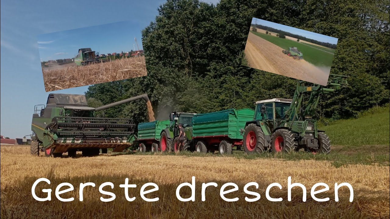 Gerste dreschen‼️|Gerste dreschen mit Fendt 5255L😍💯🔥