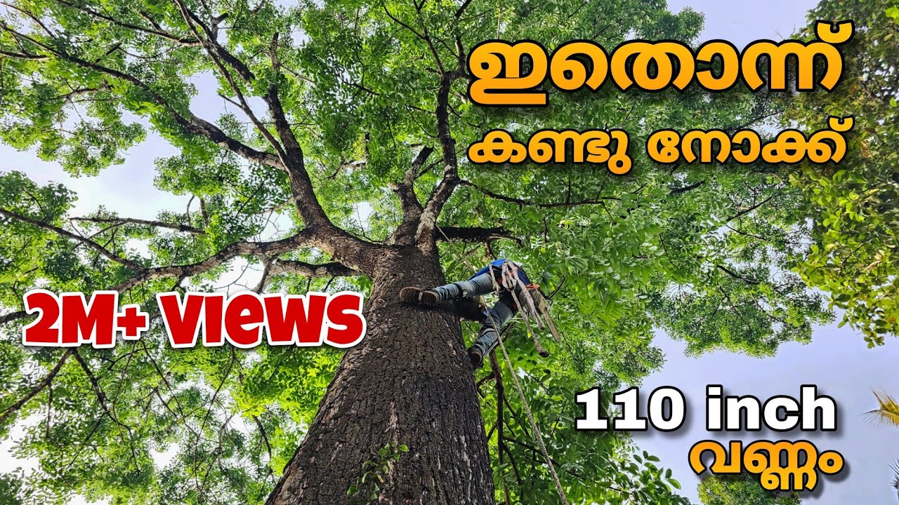 110 inch വണ്ണമുള്ള മഹാഗണി😮. ഇത് മുറിക്കുന്നത് എങ്ങനെയെന്ന് കാണാം | Biggest mahogany tree cutting