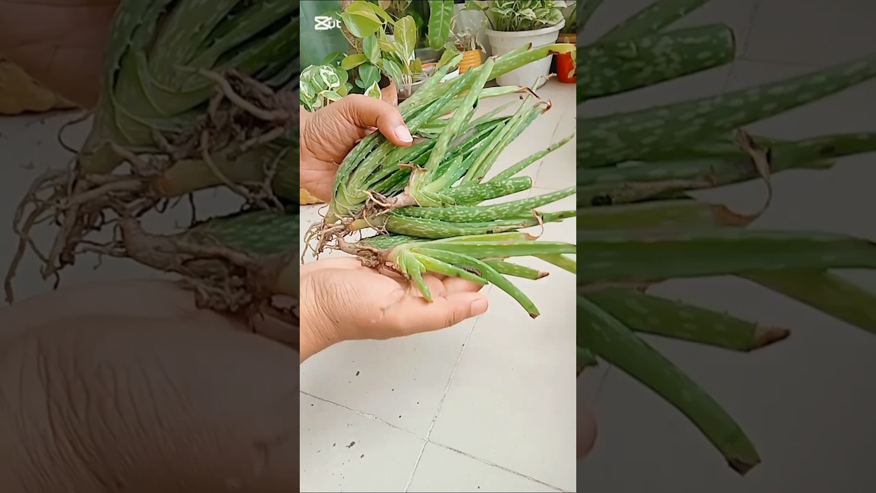 Aloevera baby repoting for sell #shorts #shortsfeed #aloevera #plantcare #plants #indoorplants
