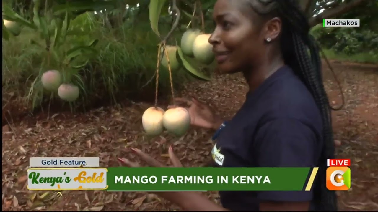 Kenya's Gold | Mango Farming in Kenya - Gold Feature
