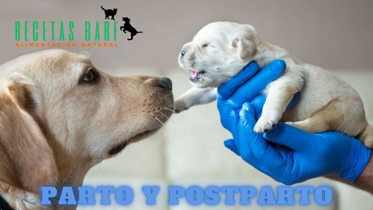 PARTO y POSTPARTO de una PERRA ¿Cómo cuidarla? | Dieta BARF | LABRADOR Retriever | RECETAS BARF
