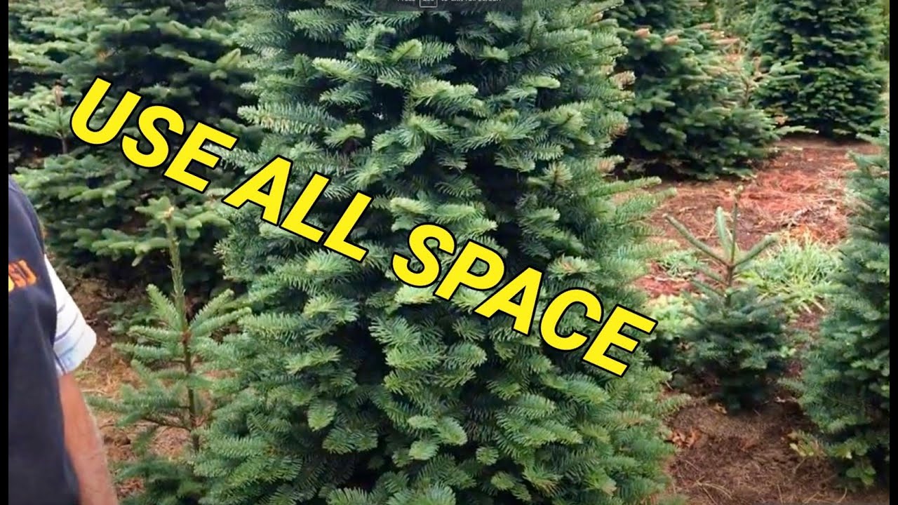 Spacing your Christmas tree rows. I have never tried this.