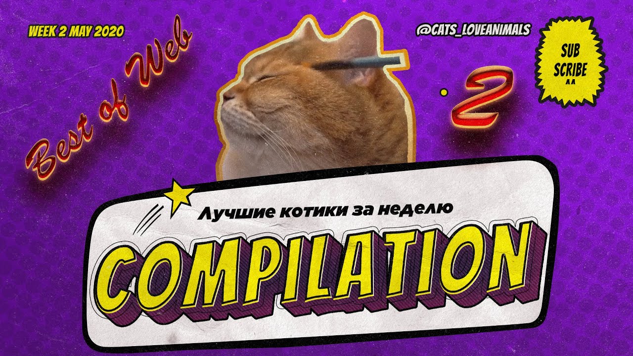 Funny Cats | Compilation 2 | WEEK 2 MAY 2020