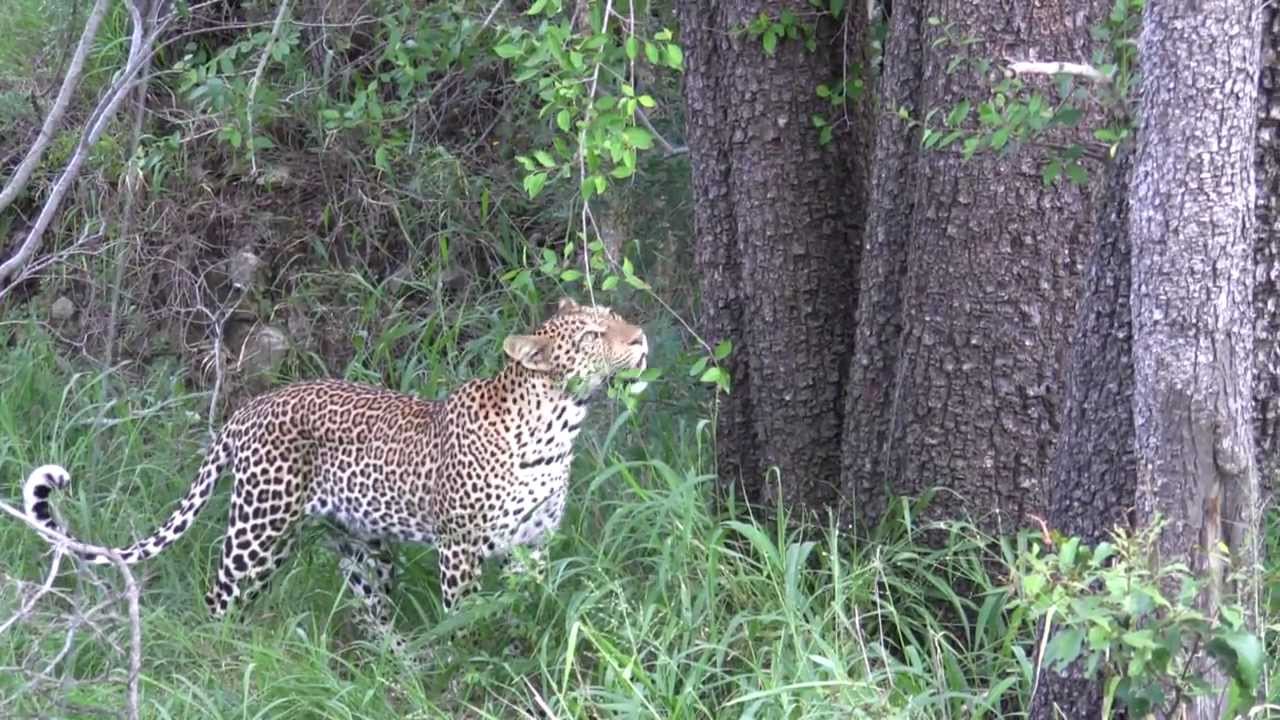 Leopard climbing a tree