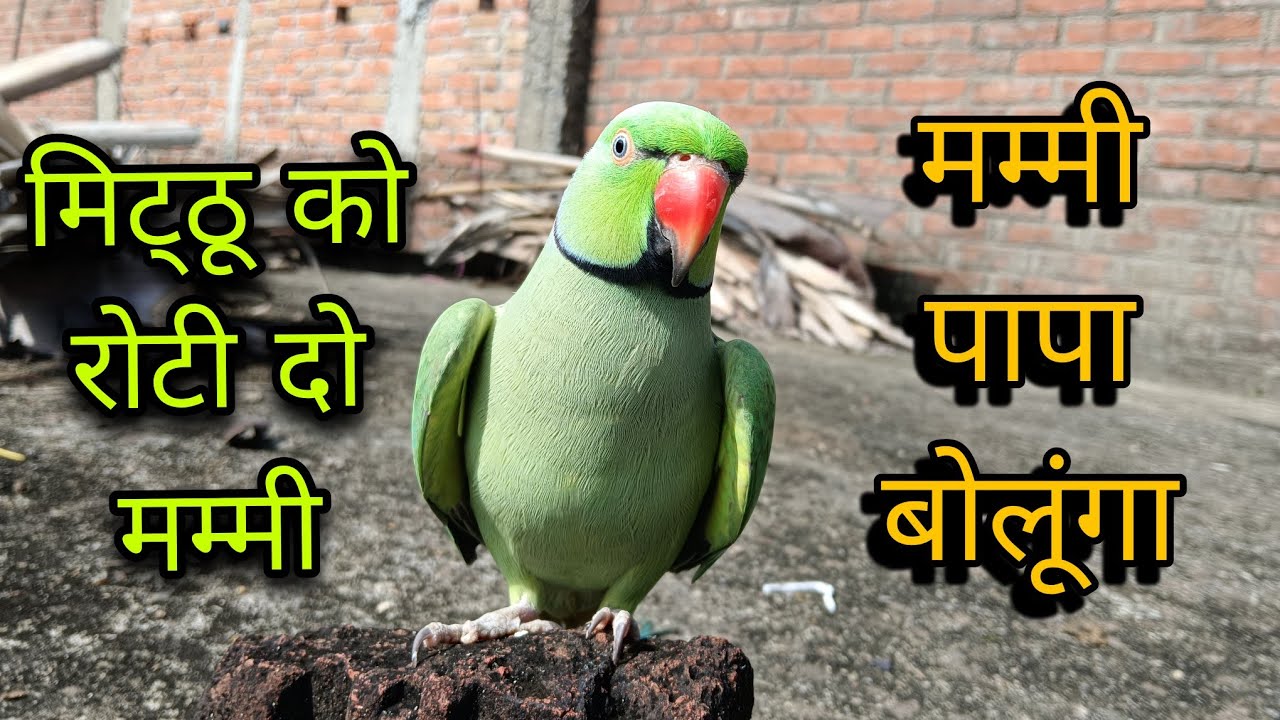 Parrot talking mummy mithu ko roti do🥰mummy papa bolane wala Tota😍parrot talking new video😱ringneck🦜