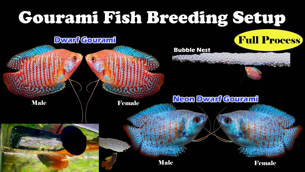 How to Breed Dwarf Gourami fish | Neon Gourami fish | LIVE AQUARIUM