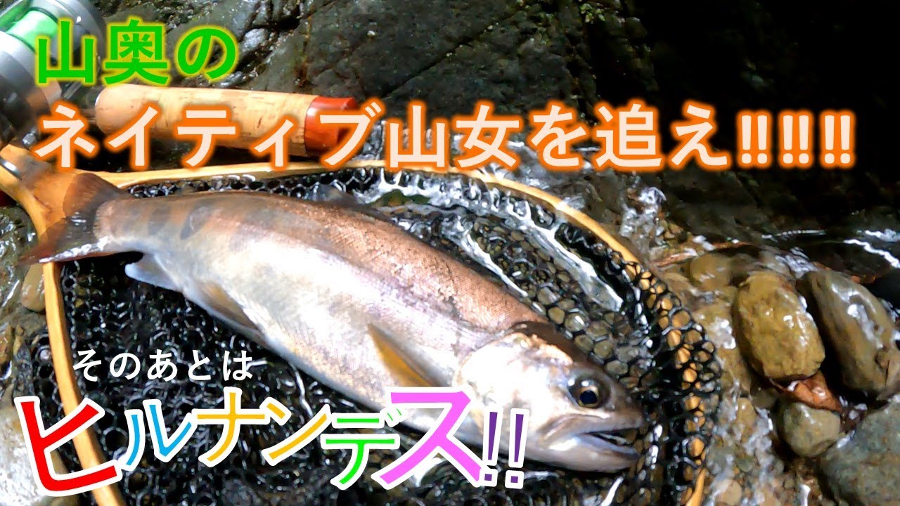 宮崎県 山奥のネイティブヤマメを追い求めて。美しい渓魚との出逢い。からのヒルナンデス【回覧注意】Chasing the beautiful Japanese Mountain stream fish