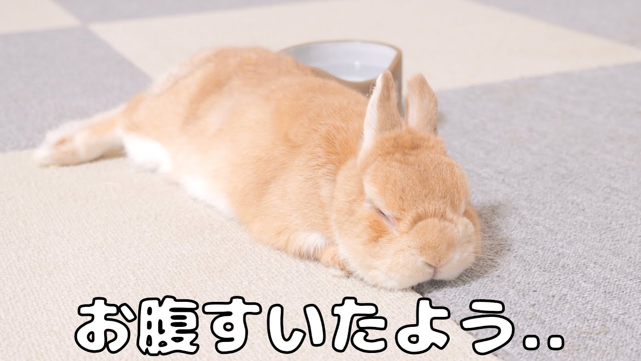 ご飯を食べたのに量が少なくて全然元気にならないウサギ【No.1206】