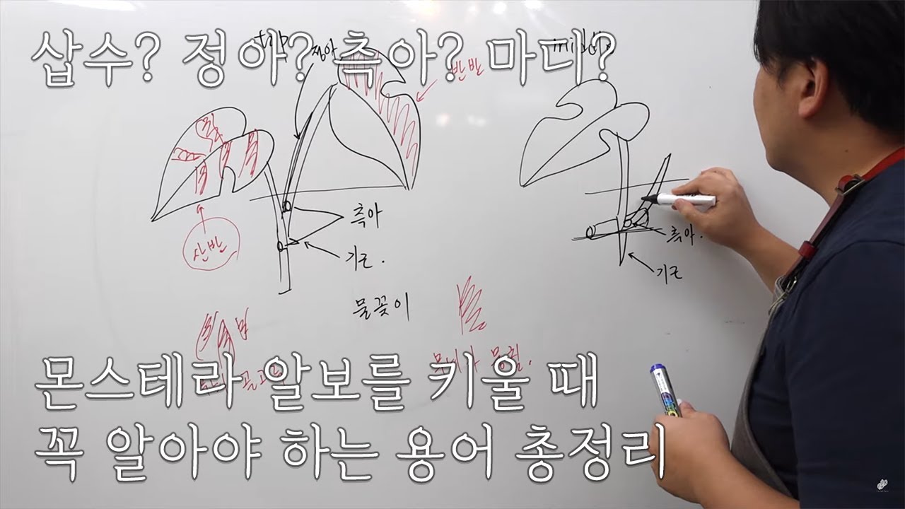 몬스테라 알보 키울 때 꼭 알아야 할 부위별 용어 정리