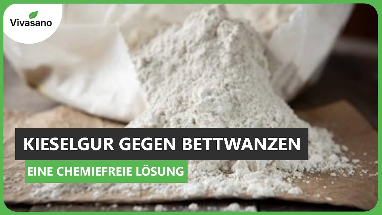 Kieselgur gegen Bettwanzen als Hausmittel &ndash; So funktioniert's