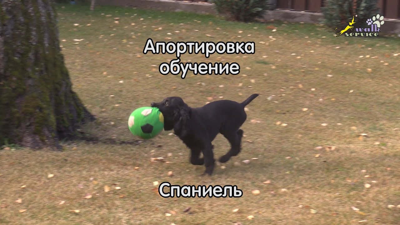Четыре упражнения, обучение спаниеля апортировке подаче