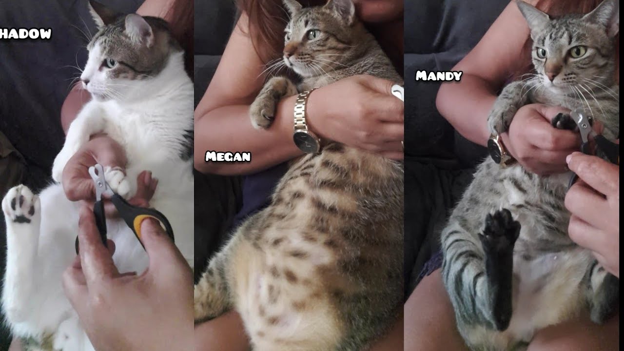 How i trim a cats nails by myself
