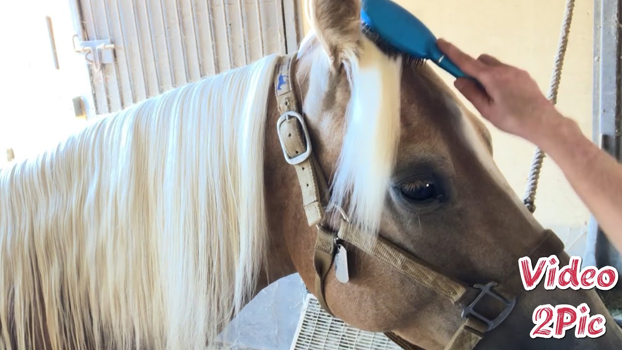 Brushing Barbies Horse ASMR