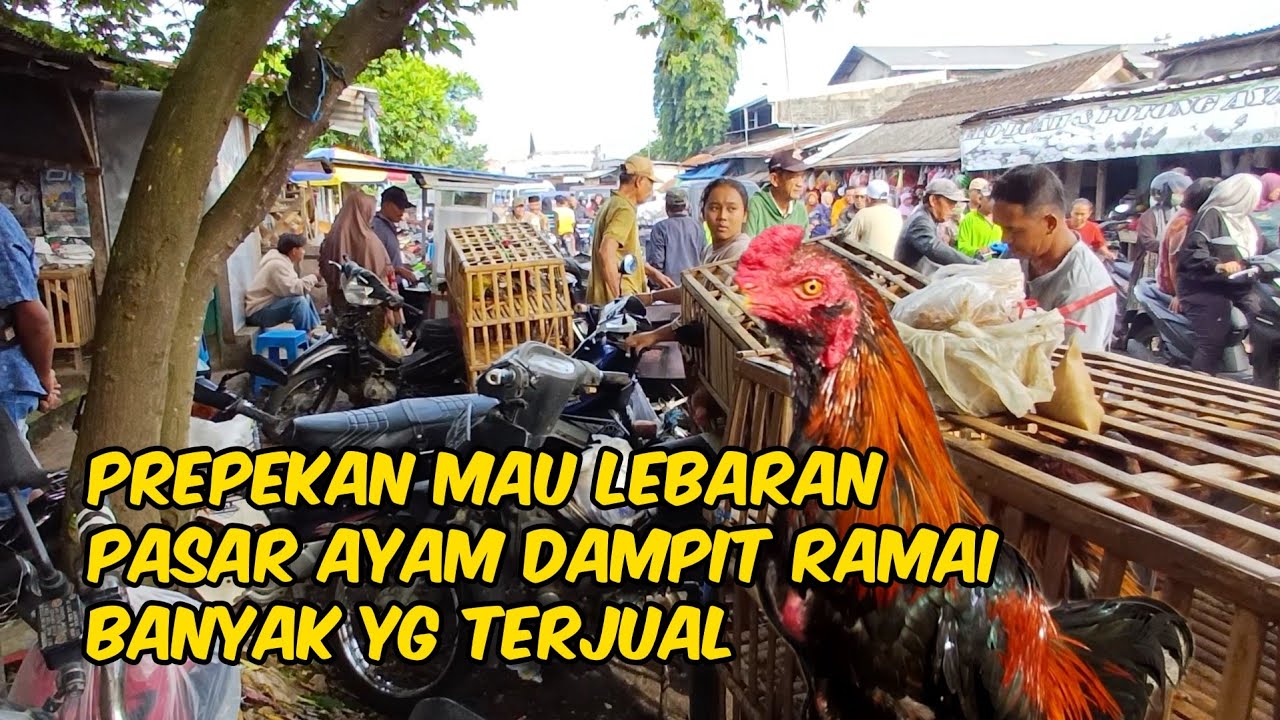 PASAR AYAM DAMPIT PREPEKAN STOK HAMPIR HABIS BANYAK YANG TERJUAL PERSIAPAN LEBARAN