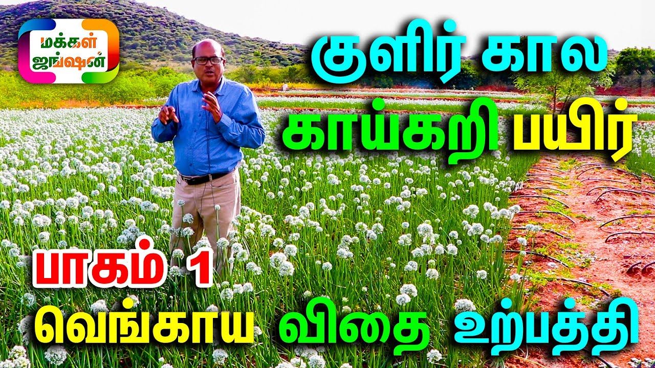 வெங்காயம் ஒரு குளிர் கால காய்கறி பயிர் || ONION SEEDS PRODUCTION , வெங்காய விதை உற்பத்தி || PART 1
