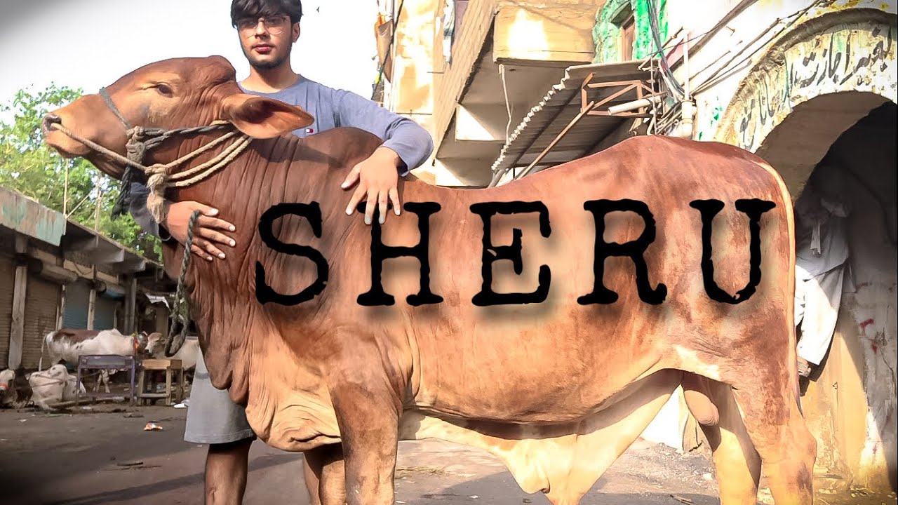 SHERU | MY COW QURBANI 2022