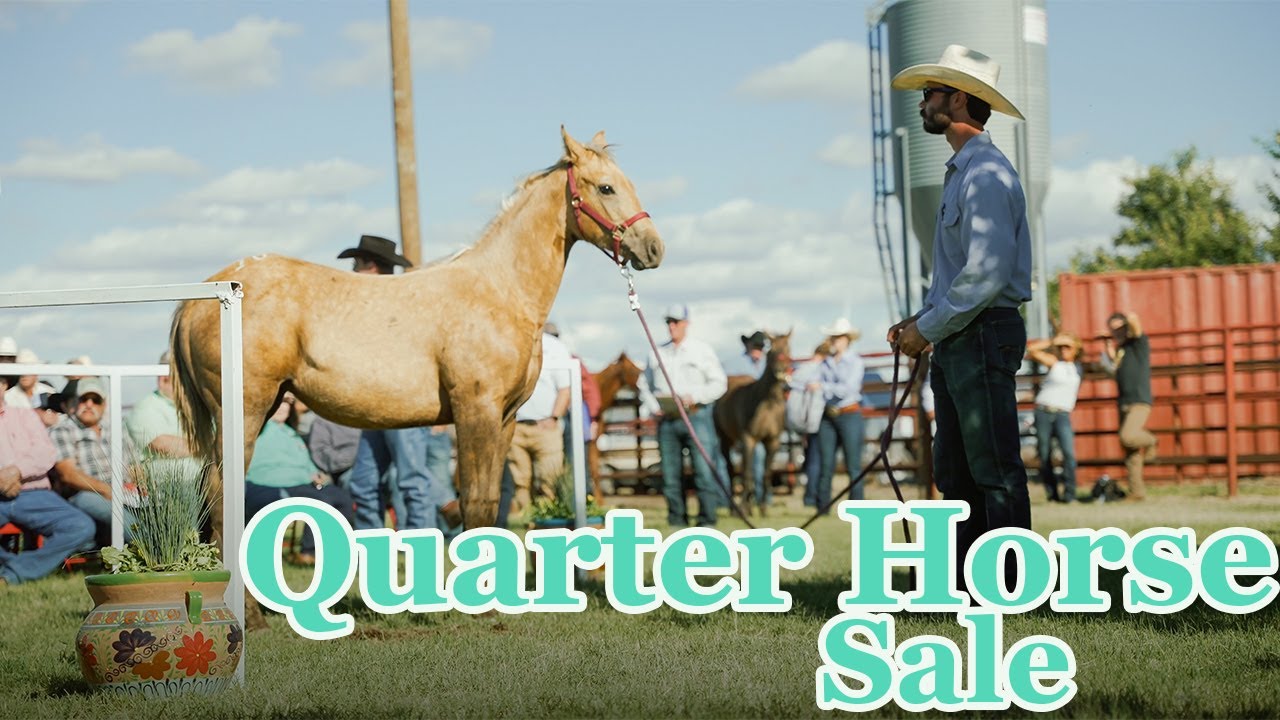 LEGENDARY R.A. Brown Ranch Quarter Horse Sale 2022!