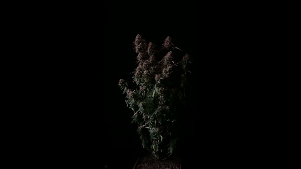 TXERRI BILBO HAZE