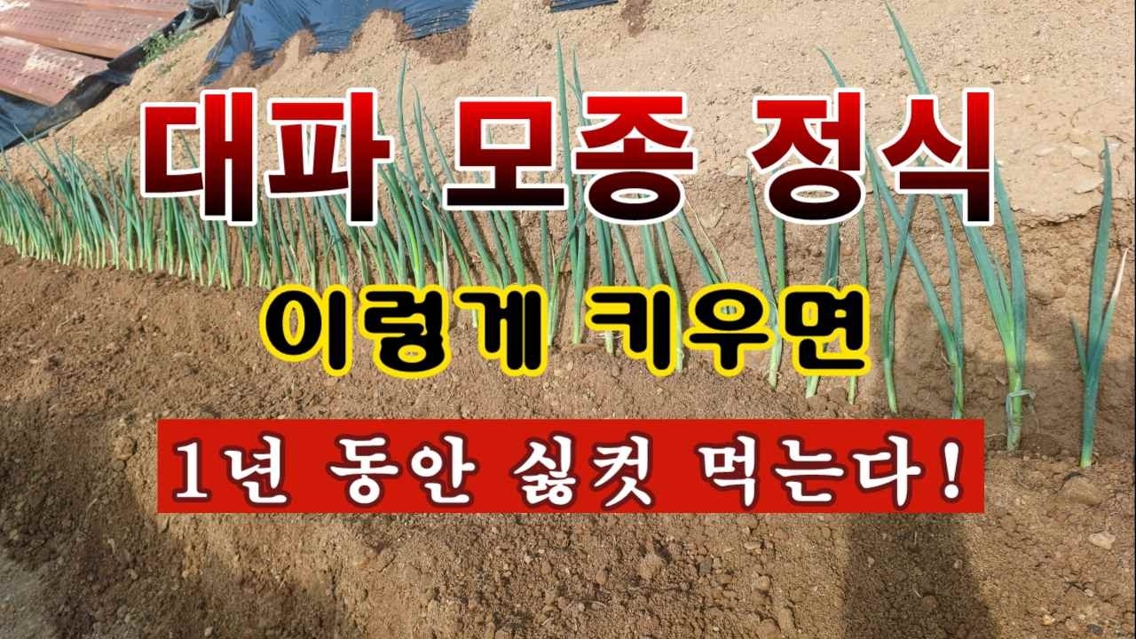 [텃밭농부 2,186]  대파모종. 이렇게 심어서 1년동안 싫컷 먹는 방법! #대파재배