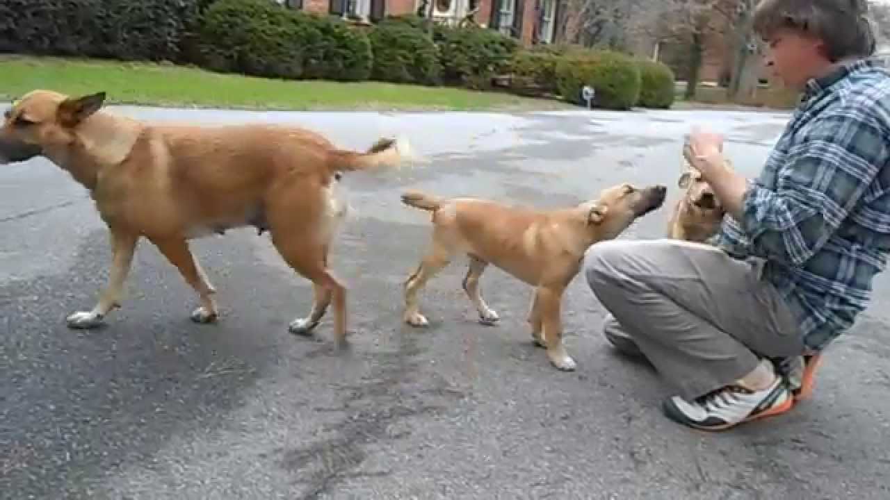 Carolina Dog pups
