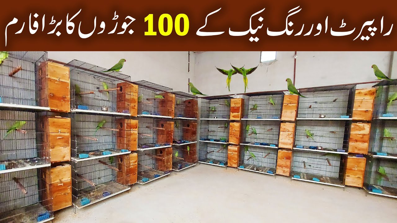 Raw Parrot and Ringneck Breeding Farm | Talking Raw Parrot | Kashmiri Raw | Yellow Ringneck Farm