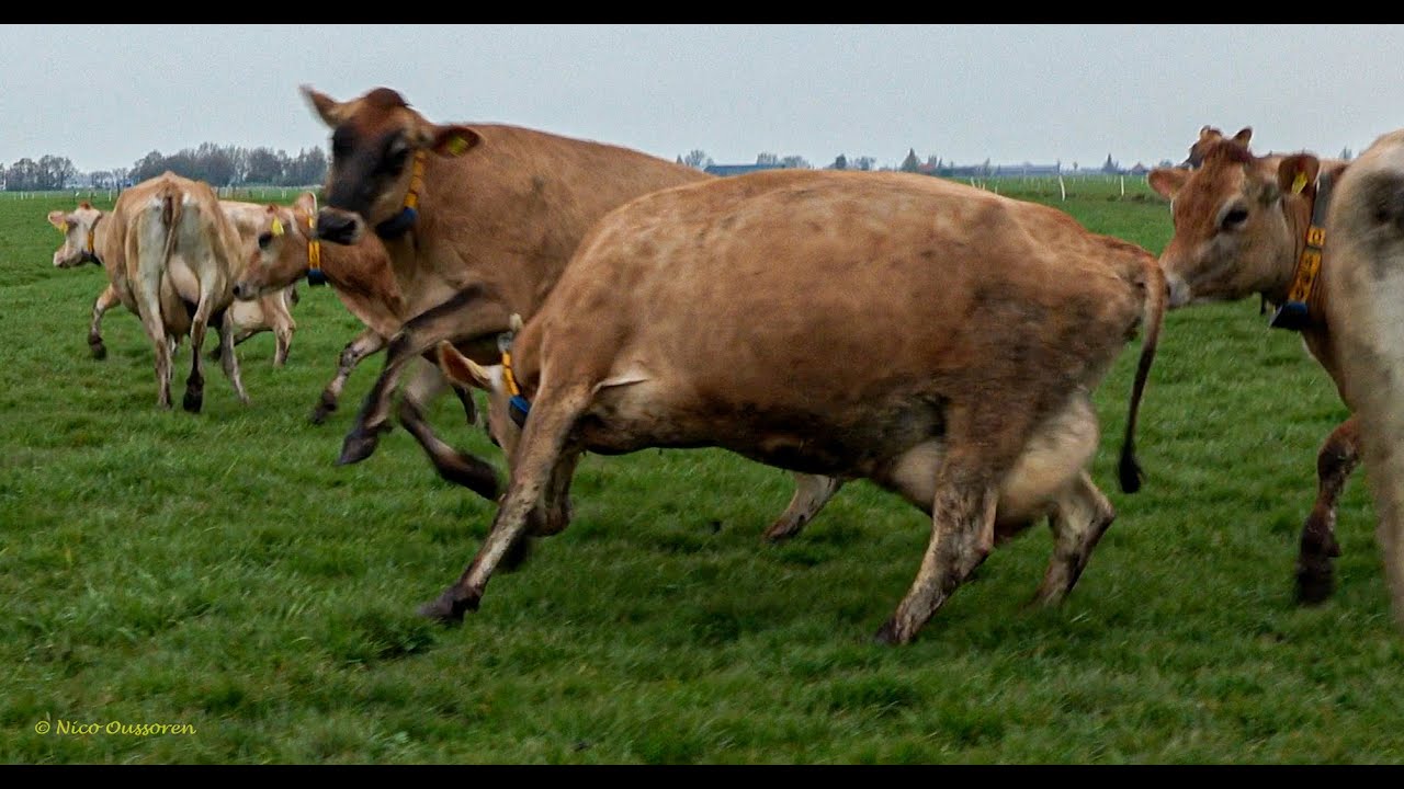 Dansende koeien