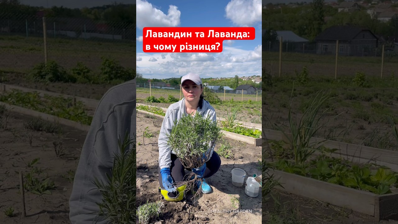Лавандин та Лаванда: в чому різниця? #healthy_garden #healthy_garden_лаванда #лавандин